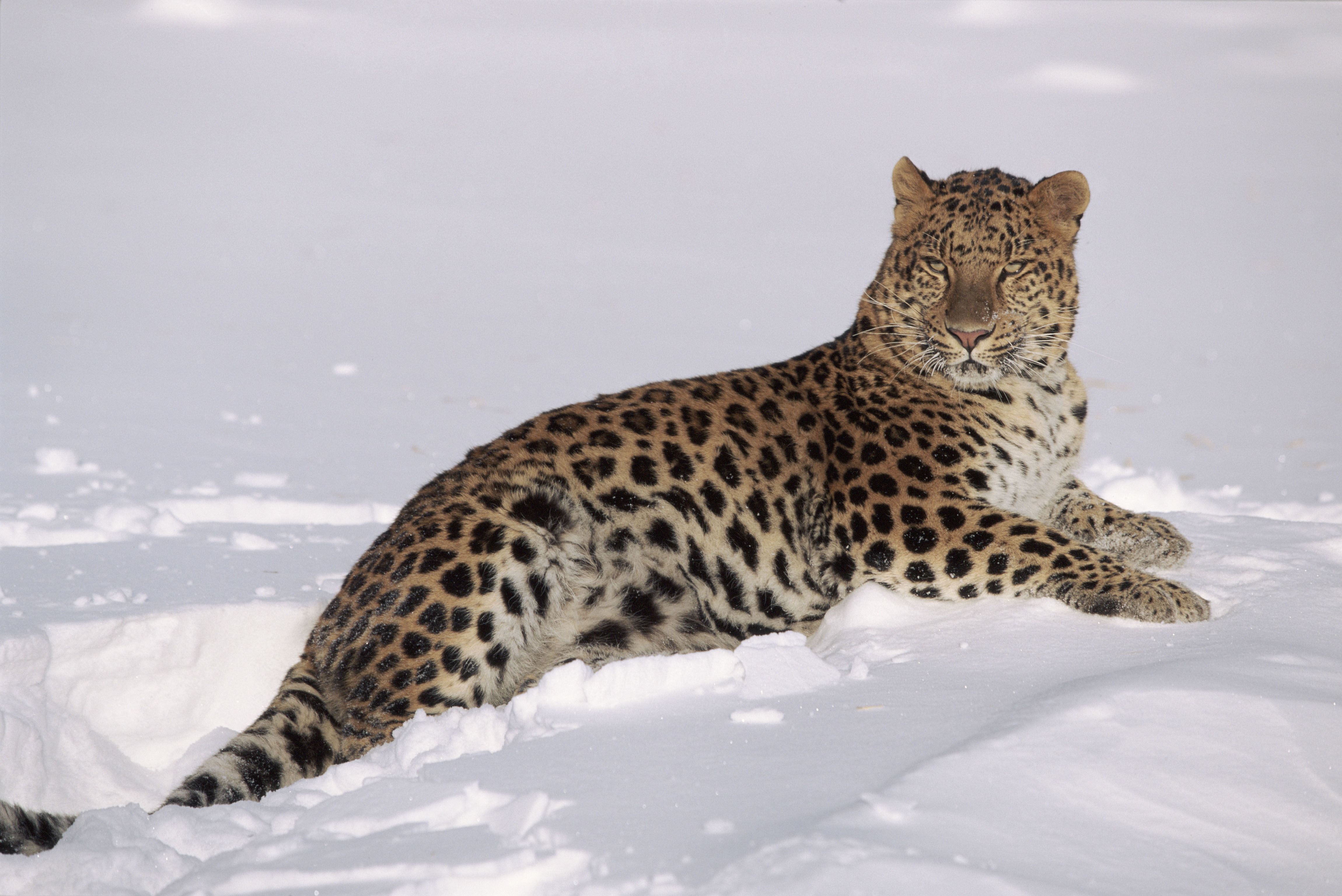 Amur leopard (Panthera pardus orientalis). Captive animal, USA