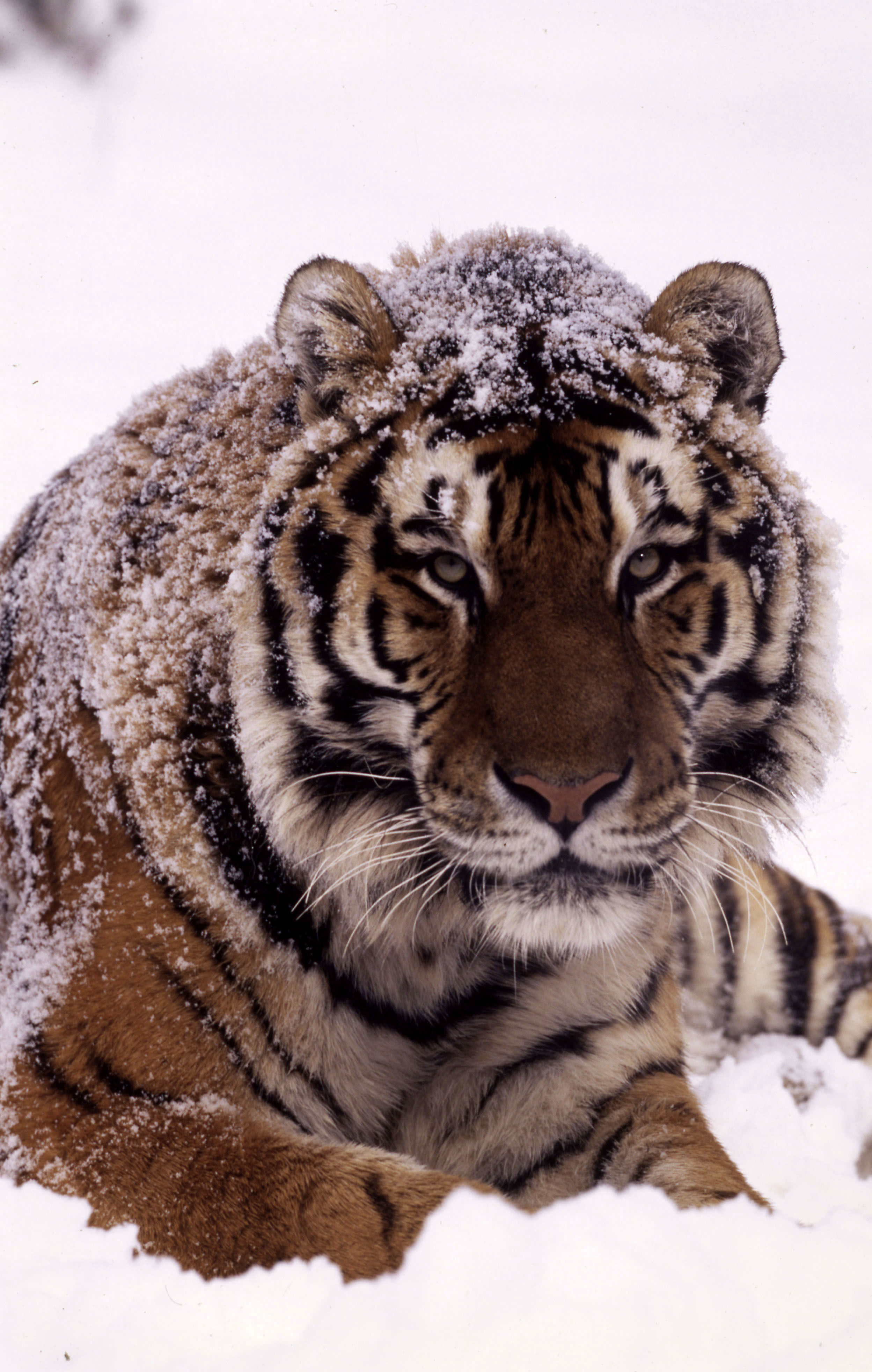 Amur tiger (Panthera tigris altaica) lying in the snow