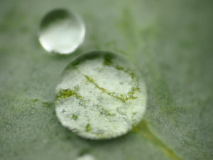 Magnifier Nature. Rain drops on a leaf of a Tartar Bread Plant (Crambe tatarica).