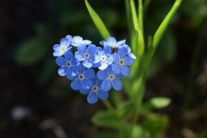 Forget Me Not Flower- planned giving recognition societies